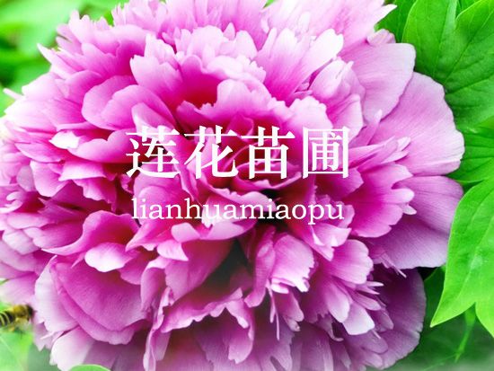 菏澤市牡丹區(qū)蓮花苗圃場
