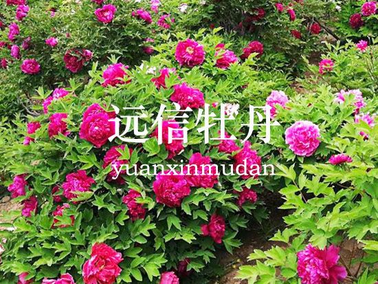 菏澤市牡丹區(qū)遠(yuǎn)信牡丹種植專業(yè)合作社
