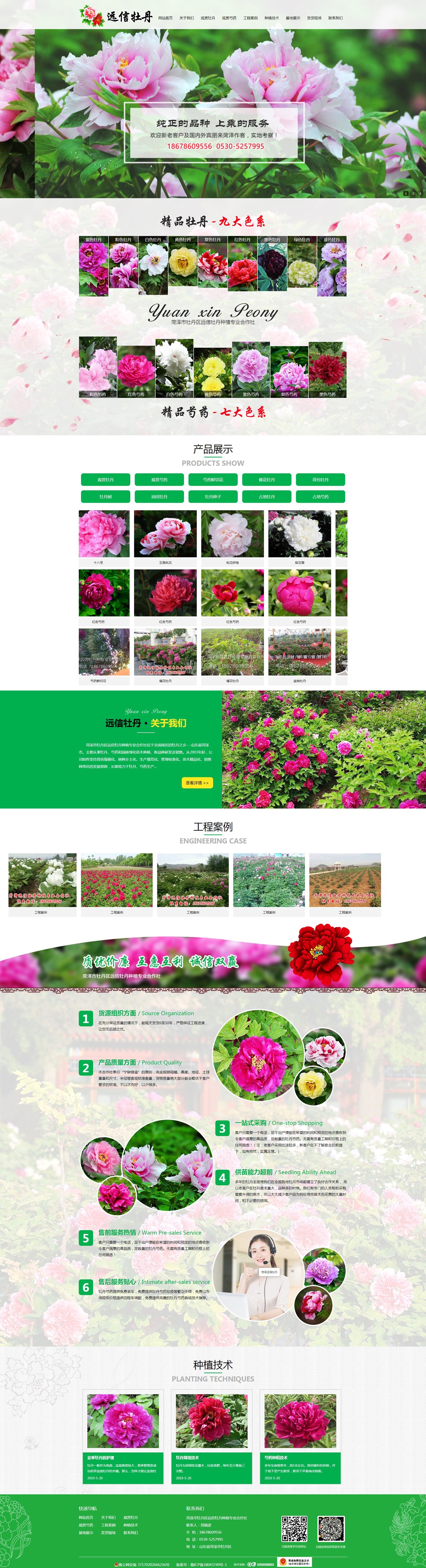 菏澤市牡丹區(qū)遠(yuǎn)信牡丹種植專(zhuān)業(yè)合作社_觀賞牡丹苗_觀賞牡丹一年苗_觀賞牡丹種植基地.jpg